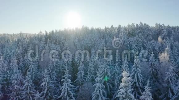 寒冷的冬天里天空中的雪林在阳光下缓缓地飞翔视频的预览图