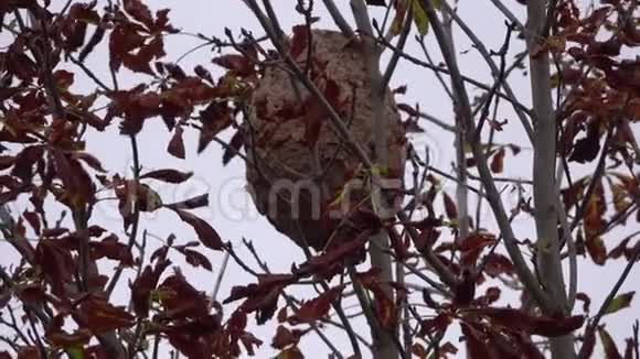 亚洲黄蜂巢在树上干燥的叶子中视频的预览图