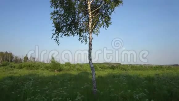 夏日田野的寂寞树视频的预览图