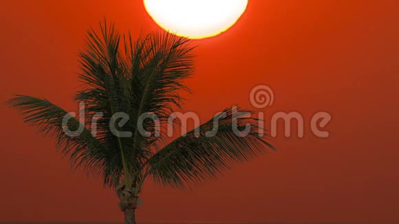 阳光明媚的日落和棕榈树视频的预览图