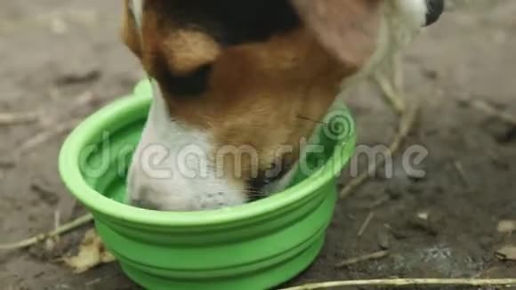 狗从碗里喝水视频的预览图