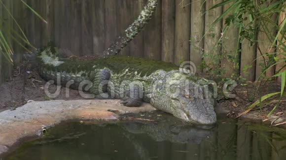 巨大的藻类覆盖了美洲鳄鱼美国视频的预览图