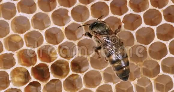 欧洲蜂蜜蜜蜂意大利蜜蜂年轻蜡光皇后诺曼底蜂房实时4K视频的预览图
