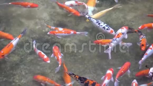 五颜六色的锦鲤鱼在花园的水中游泳越南视频的预览图