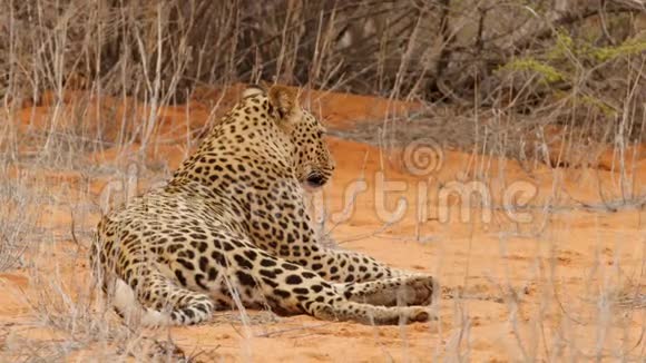 美丽的豹子躺在红色卡拉哈里沙看着镜头视频的预览图