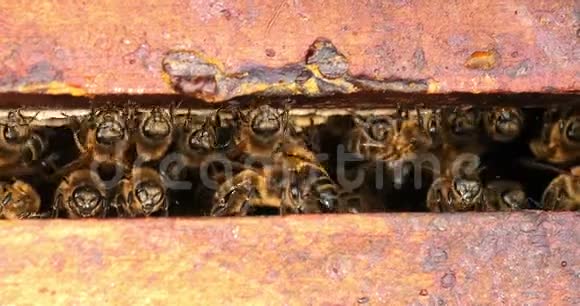欧洲蜜蜂蜜蜂蜜蜂空间诺曼底蜜蜂蜂巢实时4K视频的预览图