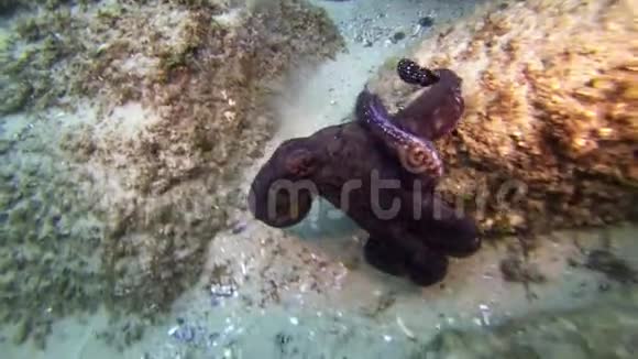 章鱼爬行和休息五颜六色的章鱼对海底海洋生物视频的预览图
