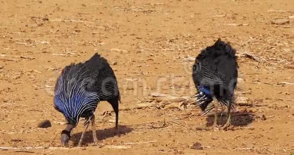 兀鹫鸟兀鹫肯尼亚Samburu公园群实时4K视频的预览图