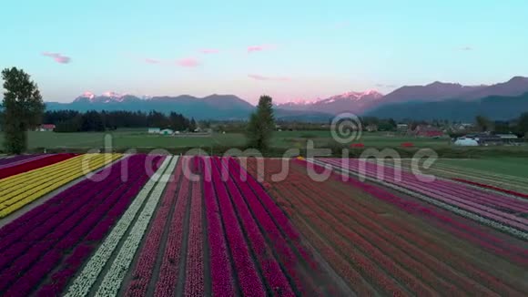 日落时分一片郁金香花田和周围山脉的空中镜头视频的预览图