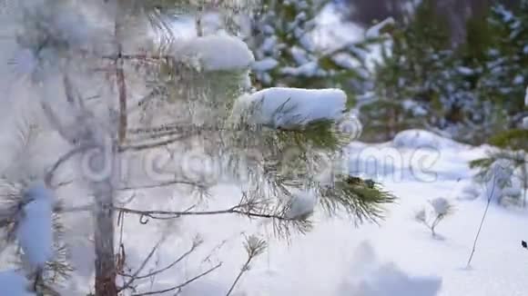 森林中的云杉降雪视频的预览图
