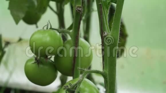 蕃茄生长在温室里葡萄干上有未成熟的果实有机蔬菜视频的预览图