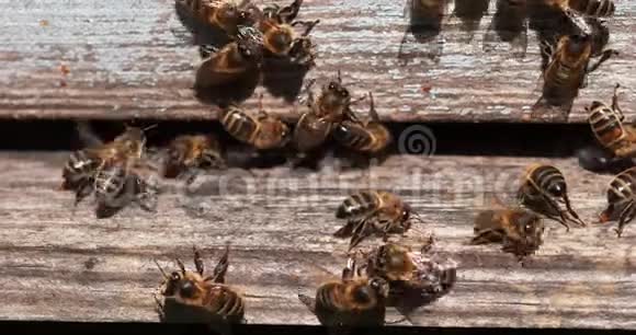 欧洲蜂蜜蜜蜂意大利蜜蜂蜂巢入口的黑蜂飞行中的昆虫诺曼底的蜜蜂实时4K视频的预览图