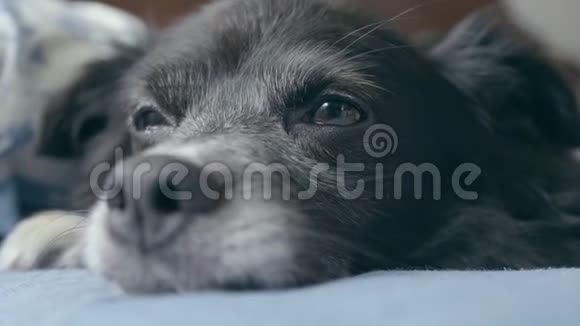 一只棕色眼睛的可爱的黑狗正要在床上睡着视频的预览图