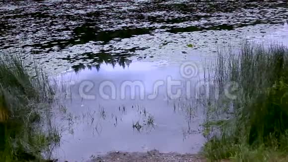 沿着长满青草的池塘边视频的预览图