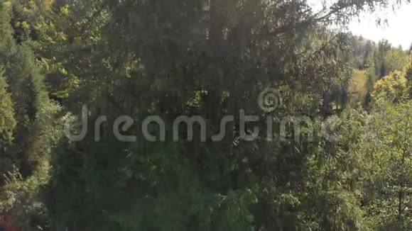 美丽的杉树夏天在喀尔巴阡山有茂密的绿色树枝视频的预览图