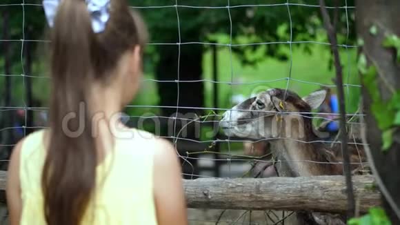 动物园里的一个女孩透过栅栏看鹿动物园里的小鹿视频的预览图