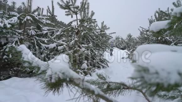 冬季雪天在松林散步的成年妇女视频的预览图