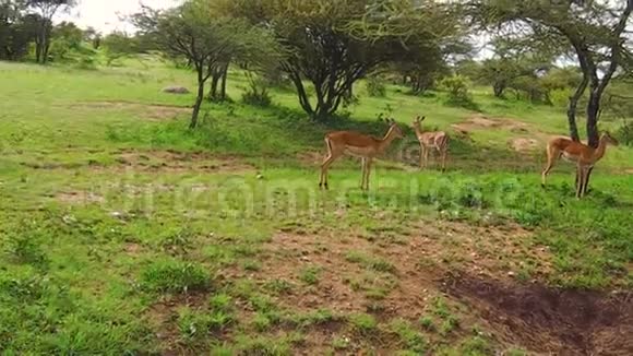 坦桑尼亚的黑斑羚羚羊视频的预览图