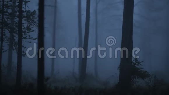 森林在秋天的晨雾中日出前雾蒙蒙的松林视频的预览图