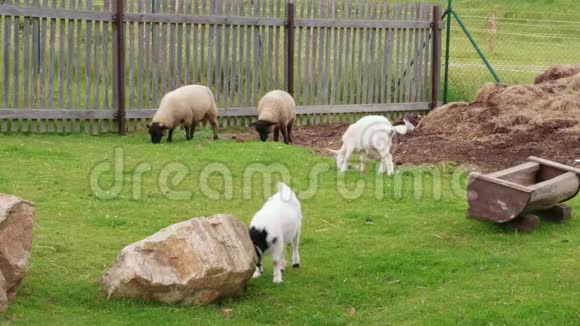 羊群和牛群白羊和绵羊在奶牛场放牧视频的预览图