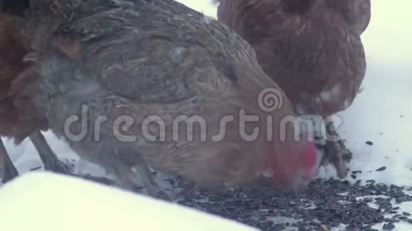 冬天后院的母鸡视频的预览图