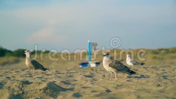 黄金时间一只海鸥在海滩上散步的慢镜头视频的预览图