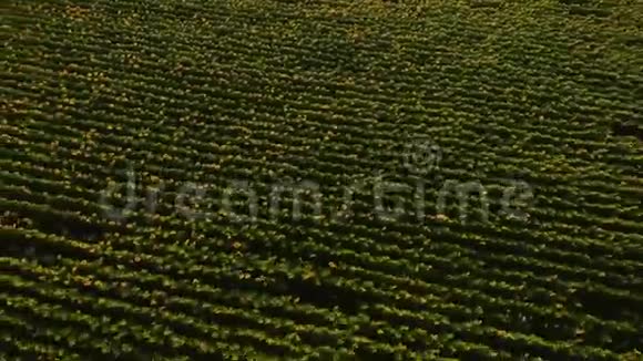 空中摄影与无人机在田野与向日葵在日落视频的预览图
