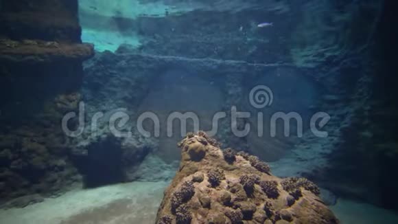 海洋馆黄貂鱼和淡水鱼在大型水族馆的水下游泳视频的预览图