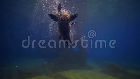 海洋馆有趣的毛皮海豹是在水族馆里透明的水中游泳视频的预览图