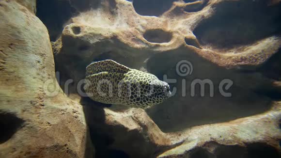 水族馆里的海鱼海洋馆里的岩石中的蜂窝鳗鱼视频的预览图