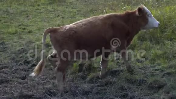 在一个晴朗的日子里奶牛沿着河走视频的预览图