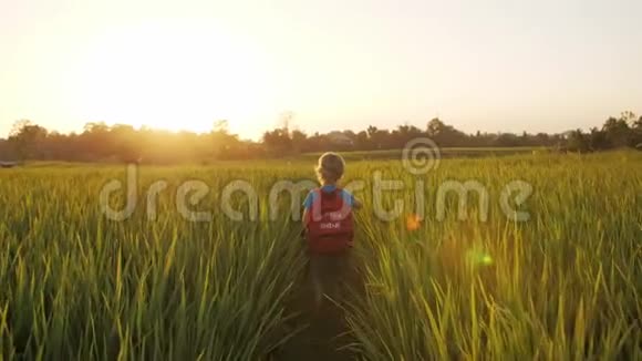 孩子在稻田的绿草中用肥皂泡视频的预览图