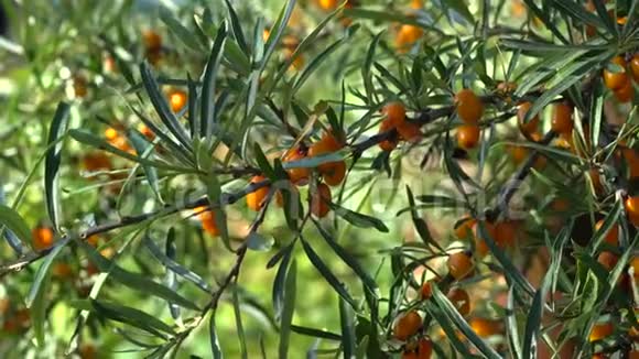 成熟的橙色浆果沙棘灌木的枝叶在夏季花园耕种收获季节视频的预览图