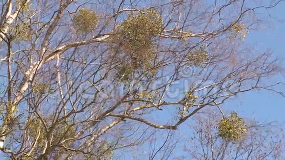 寄生的圆形植物生长在桦树枝上视频的预览图
