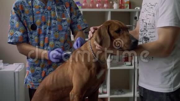 兽医在兽医诊所里注射了一只纯种狗视频的预览图