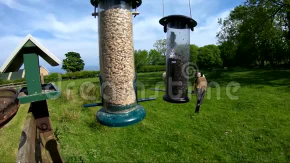金雀和以昆虫椰子壳为食的家庭麻雀视频的预览图