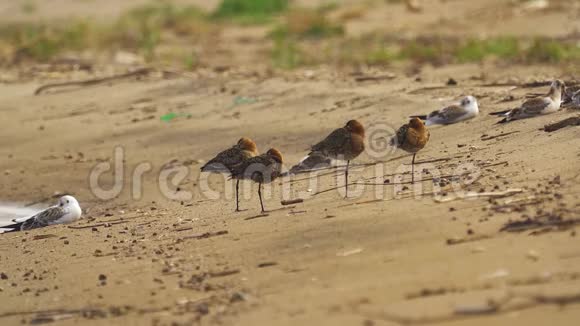 鸟双尾哥维茨利莫萨拉波尼卡和黑头鸥拉鲁斯里迪班杜斯在沙滩上休息视频的预览图