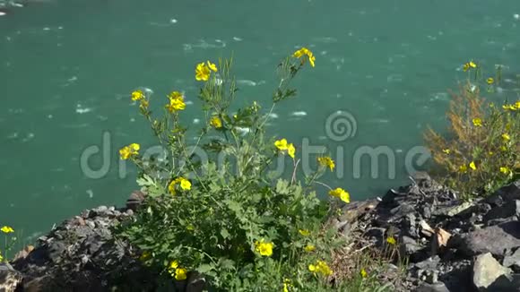 嫩黄色的花朵翠绿的叶子在翠绿的山河背景上绽放视频的预览图