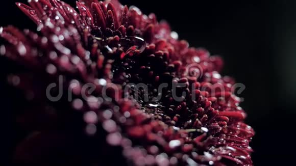 特写侧景酒红花滴着水珠视频的预览图