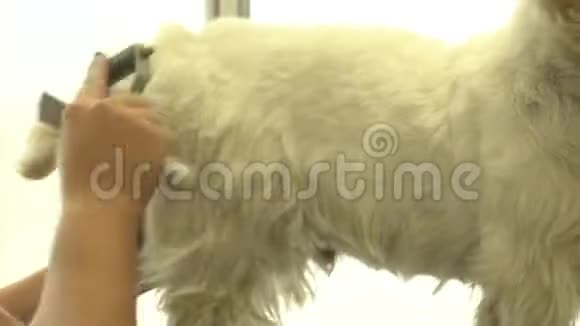 狗美容师在美发宠物沙龙刷白狗手持运动射击视频的预览图