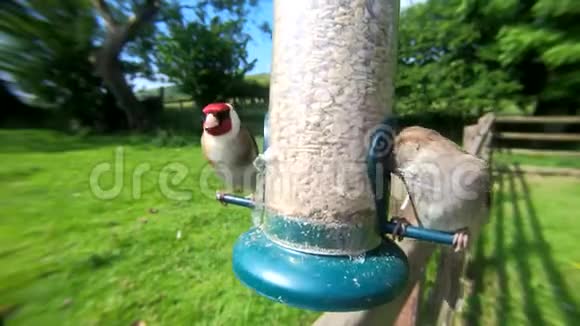 金雀和以昆虫椰子壳为食的家庭麻雀视频的预览图