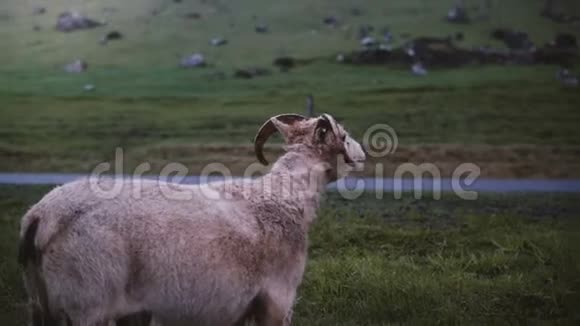 山羊独自走在田野上冰岛绿草如茵的草地上放牧的农场动物视频的预览图