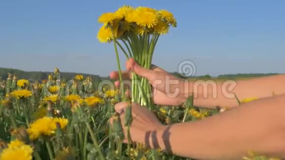 在黄色蒲公英花团锦簇中近距离的女性手收藏视频的预览图