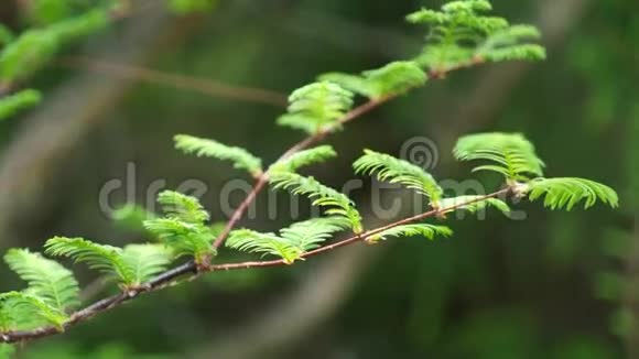 黎明红杉树枝尖上的嫩春叶风轻4K视频的预览图