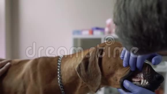 兽医检查一只纯种狗的牙齿视频的预览图