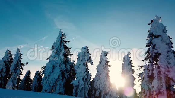 冬天有很多雪的针叶树枝上的风视频的预览图