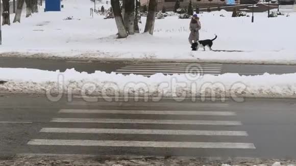 那个女孩在红绿灯处用一只狗指针穿过马路视频的预览图