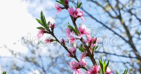 桃花开了粉红色的花在树上春天的自然视频的预览图