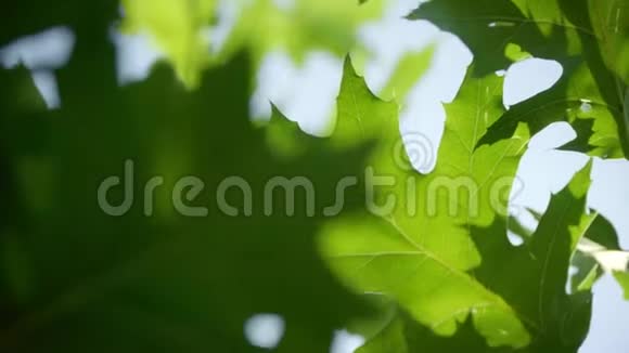 橡树叶绿色美丽的树叶树枝上的嫩叶视频的预览图