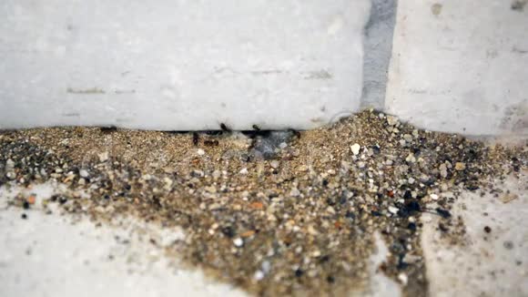 蚂蚁工人进屋离开蚁丘蚂蚁沿着墙和房子的门槛爬行视频的预览图